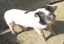 Charlie piglet