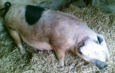 Charlotte saddleback 2008