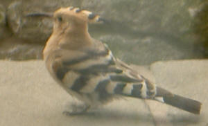 hoopoe