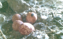 kestrel_nest_gleaston_watermill